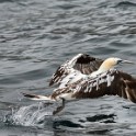 Shetland 694 copia